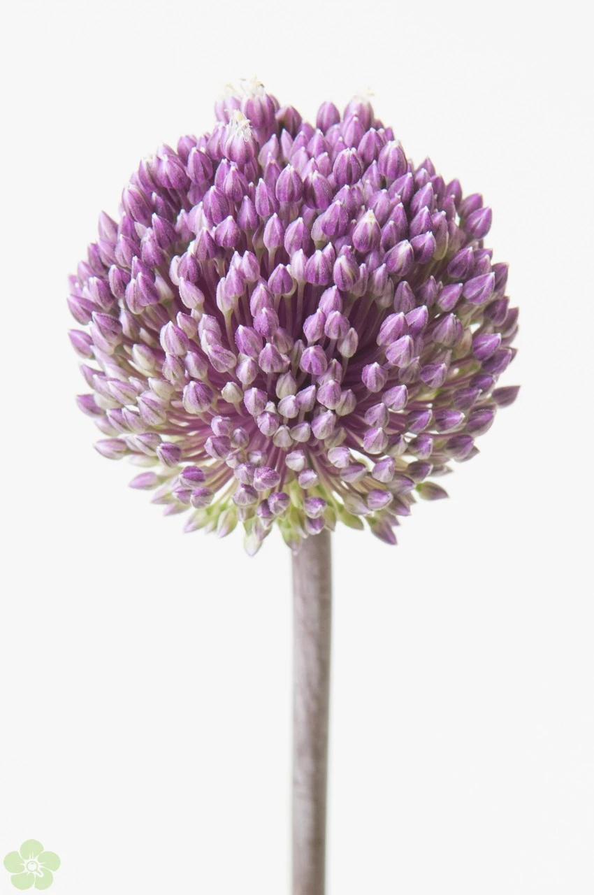 Allium blauw.jpg